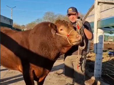 ¡BIENVENIDO “TIBERIO”, EL 1º ANIMAL EN INGRESAR A LA 78° EXPO RURAL DE JESÚS MARÍA!