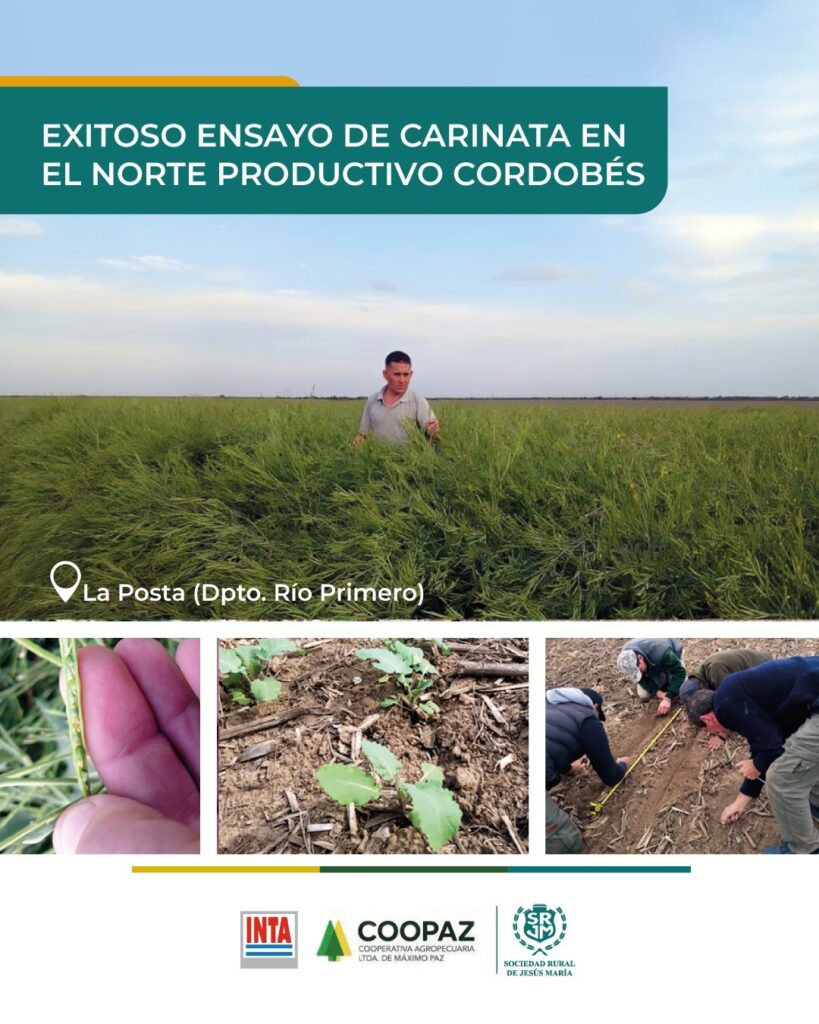 EXITOSO ENSAYO DE CARINATA EN EL NORTE PRODUCTIVO CORDOBÉS