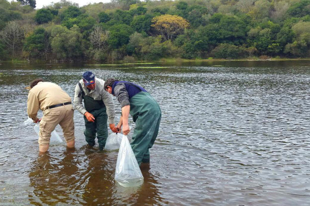 Siembran peces en el Dique La Quebrada