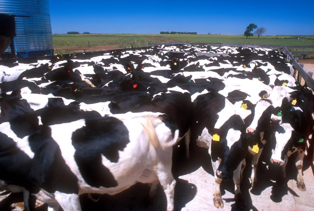 Se tomó completa la línea de créditos para tambos