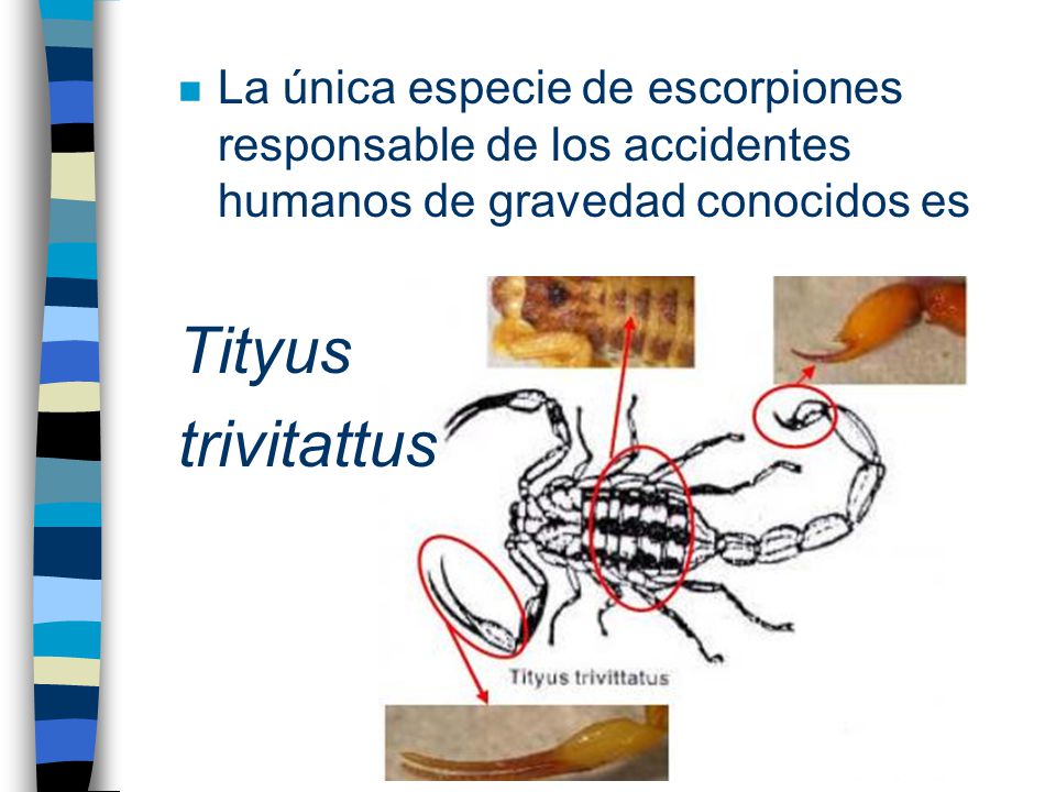 Acción y Prevención ante la presencia de Alacranes