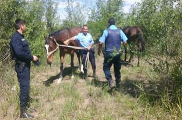 Se afanaron los Caballos?