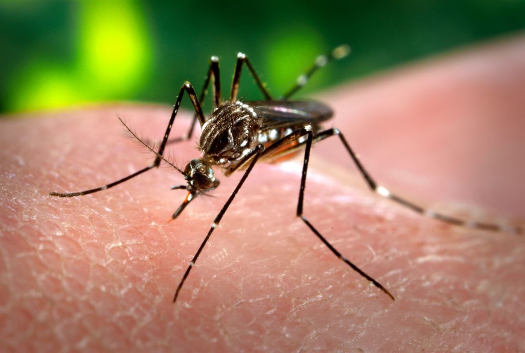 Dengue: se confirmó un nuevo caso autóctono en la ciudad de Córdoba