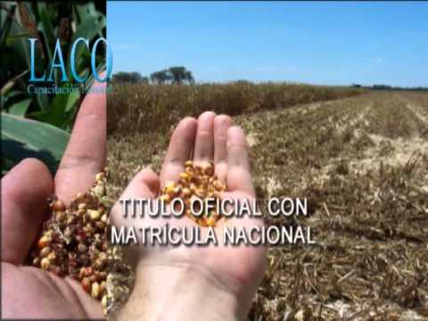 Capacitate como Perito Clasificador de Granos.