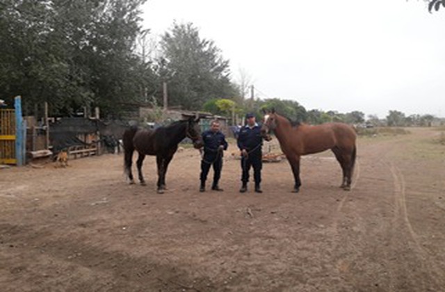 Recuperan Caballos robados en General Paz.