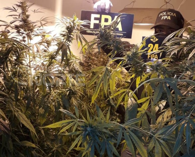 Desmantelan un vivero que producía Marihuana.
