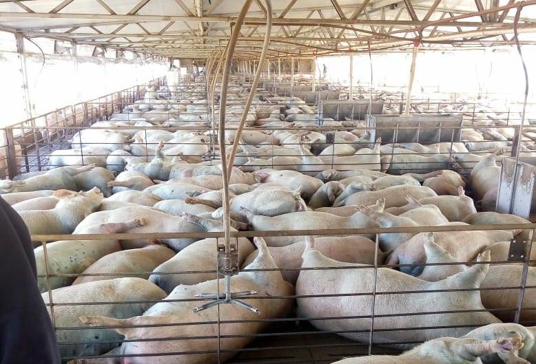 Mueren 1500 cerdos en Santa Fe por el descuido de un empleado.