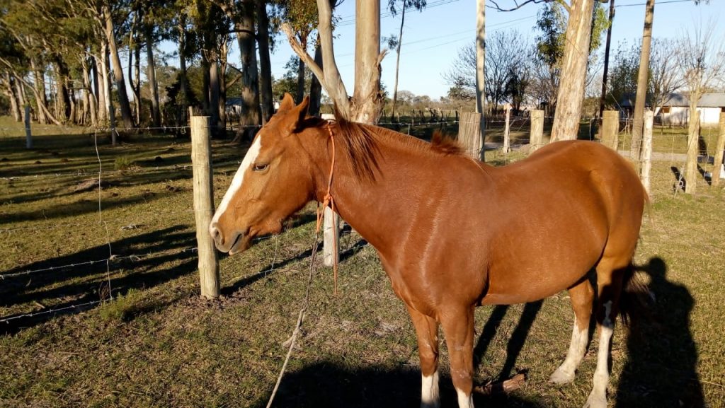 Peligro: Caballo suelto sobre la Ruta E 53.