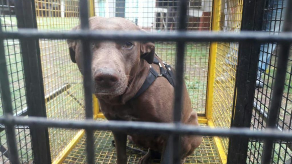 Resultó con lesiones por la mordedura de un perro.