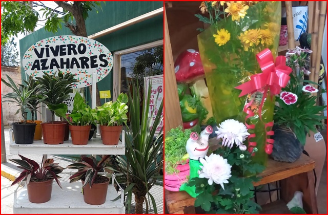 Tips para cuidar las plantas en la época invernal