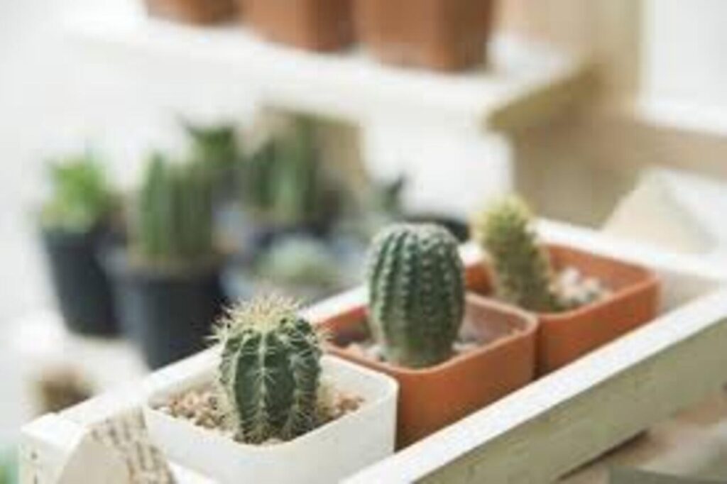 Hablamos de CACTUS con Celia del Vivero Azahares