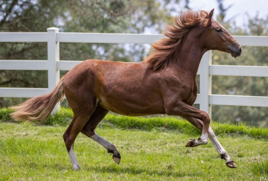 Se viene la 10° Concurso Provincial de Caballos Peruanos a la #SRJM