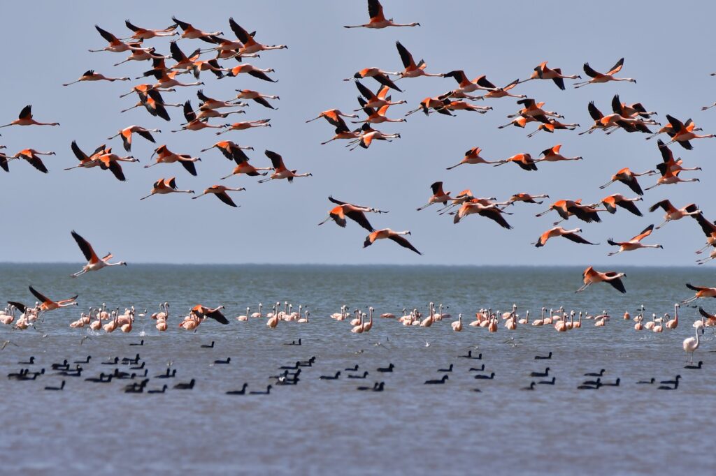 Ambiente: expertos sobrevolaron Mar Chiquita para censar flamencos