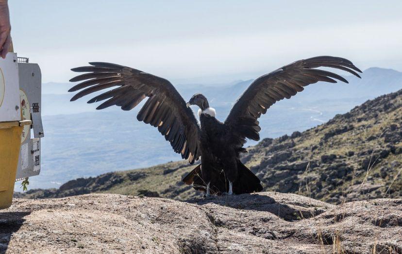 Día del Animal: El compromiso de Córdoba con el rescate y rehabilitación de la fauna silvestre