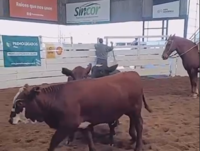 Resumen del remate de hacienda en la #SRJM